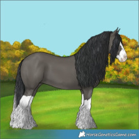Horse Color:Grullo Splash