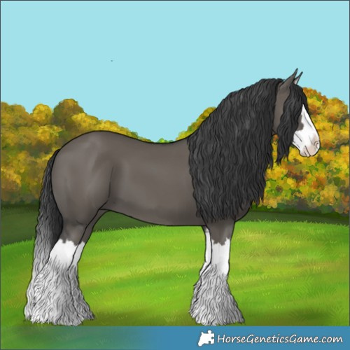 Horse Color:Grullo Splash 