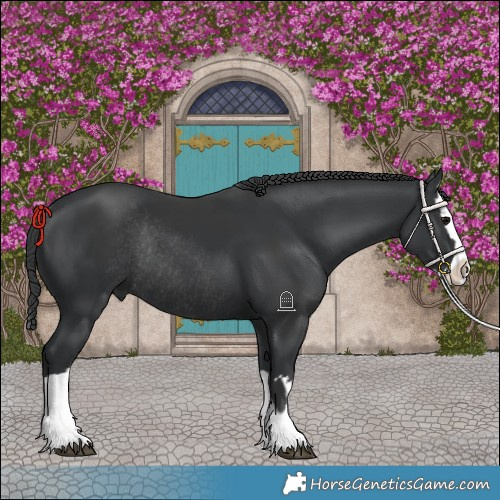 Horse Color:Black Rabicano  and Black Splash Rabicano 