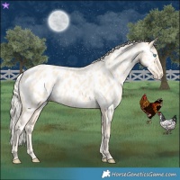 Horse Color:Cremello Near Leopard 