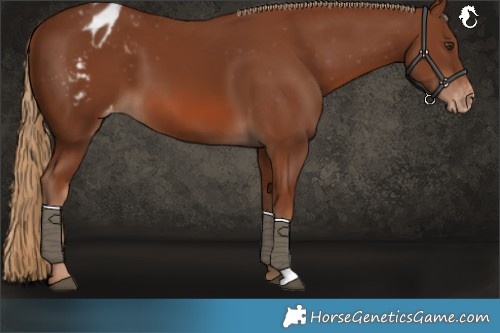 Horse Color:Chestnut Blanket 