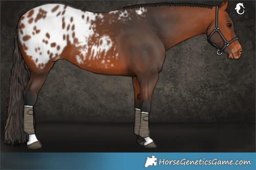 Horse Color:Bay Blanket 