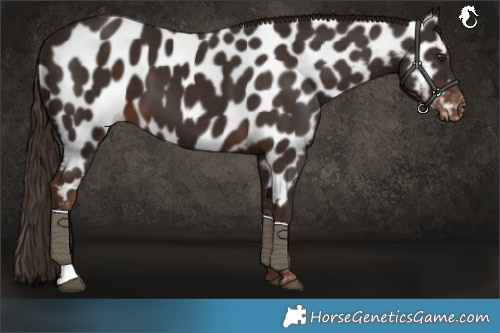 Horse Color:Liver Chestnut Near Leopard 