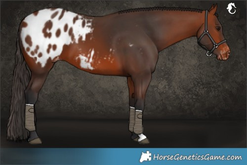 Horse Color:Bay Blanket