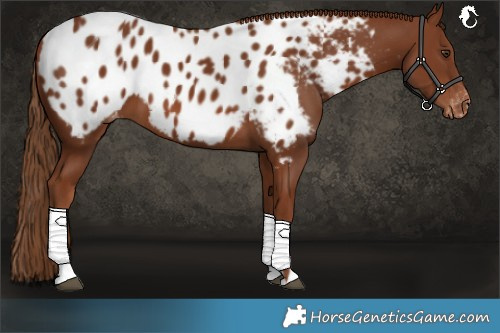 Horse Color:Chestnut Near Leopard
