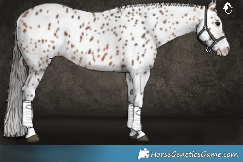 Horse Color:Bay Leopard