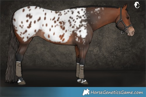 Horse Color:Bay Near Leopard 
