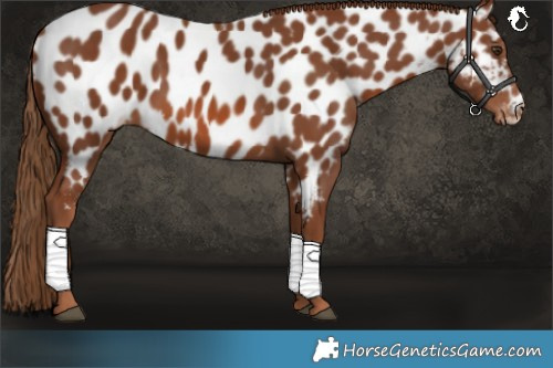 Horse Color:Chestnut Near Leopard