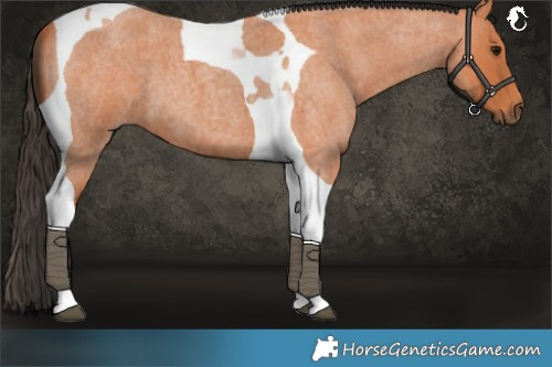 Horse Color:Bay Roan Tobiano