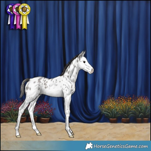 Horse Color:Smoky Grullo Mushroom Sabino Splash Near Leopard 