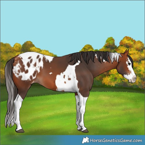 Horse Color:Bay Splash Tobiano Blanket  and Bay Splash Tobiano Blanket 