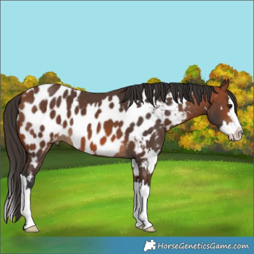 Horse Color:Bay Splash Blanket  and Bay Splash Near Leopard 