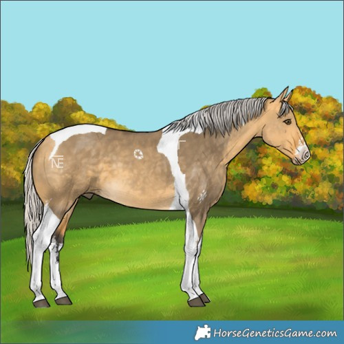 Horse Color:White Spotted Silver Buckskin Dun Tobiano 