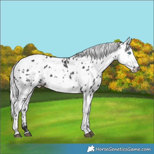 Horse Color:Black Harlequin Merle Leopard 