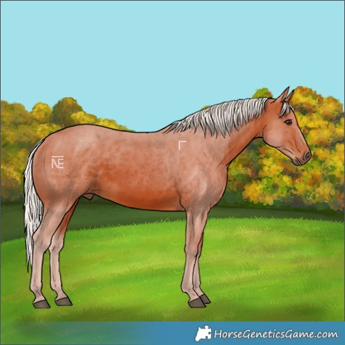 Horse Color:Silver Bay