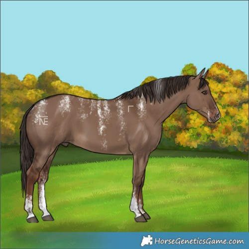 Horse Color:Powder White Liver Red Dun