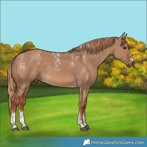 Horse Color:Powder White Red Dun Rabicano