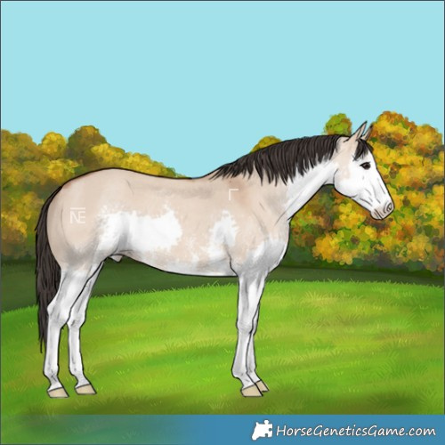 Horse Color:Bay Dun Sabino Splash