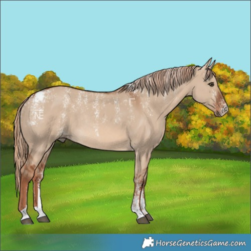 Horse Color:Powder White Red Dun Rabicano 