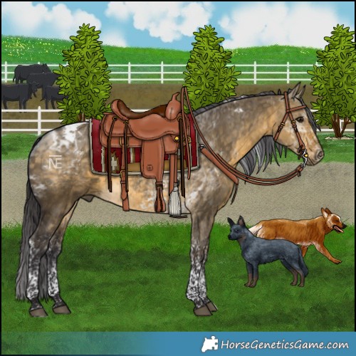 Horse Color:Buckskin Dun Tobiano