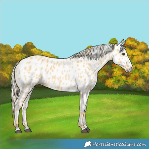 Horse Color:Palomino Roan Near Leopard