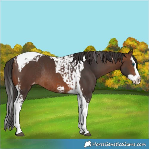 Horse Color:Brown Splash Tobiano Varnish  and Brown Splash Tobiano Varnish Rabicano 
