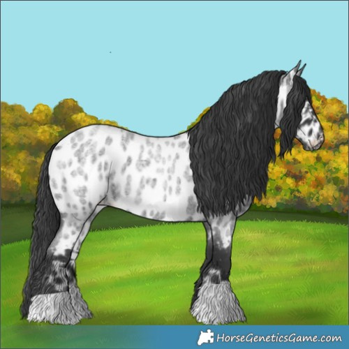 Horse Color:Blue Roan Near Leopard