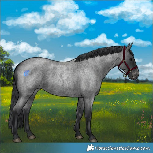 Horse Color:Blue Roan Varnish 