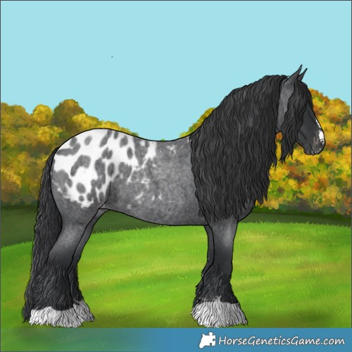 Horse Color:Blue Roan Blanket 