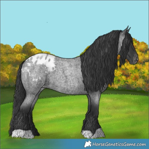 Horse Color:Blue Roan Blanket 