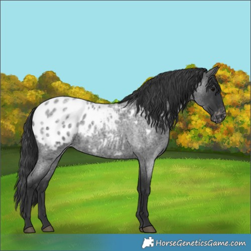 Horse Color:Blue Roan Blanket 