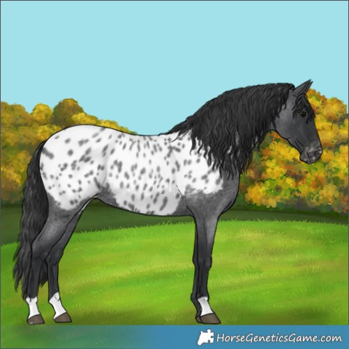 Horse Color:Blue Roan Near Leopard