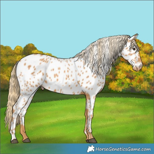 Horse Color:Chestnut Near Leopard