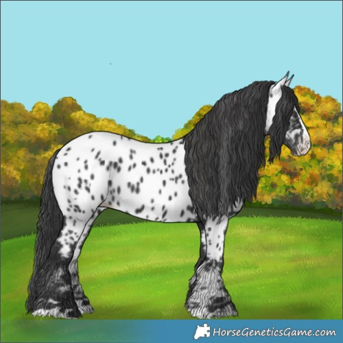 Horse Color:Black Splash Near Leopard 