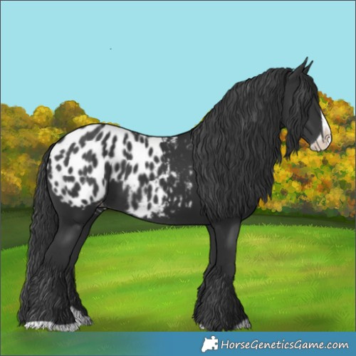 Horse Color:Black Splash Blanket
