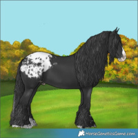 Horse Color:Black Splash Blanket 