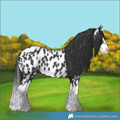 Horse Color:Black Splash Near Leopard 