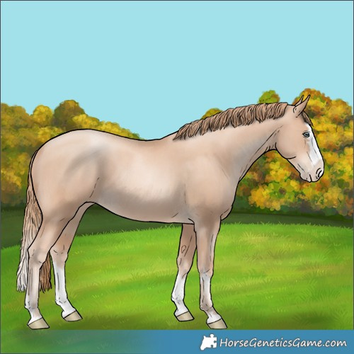 Horse Color:Gold Champagne Pearl Rabicano and Gold Champagne Pearl Splash Rabicano