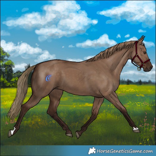 Horse Color:Liver Red Dun