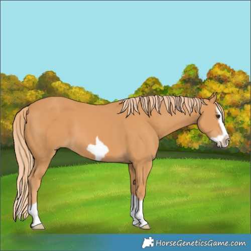 Horse Color:Chestnut Splash Frame