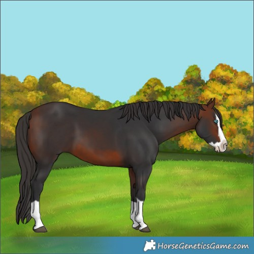 Horse Color:Bay Splash 