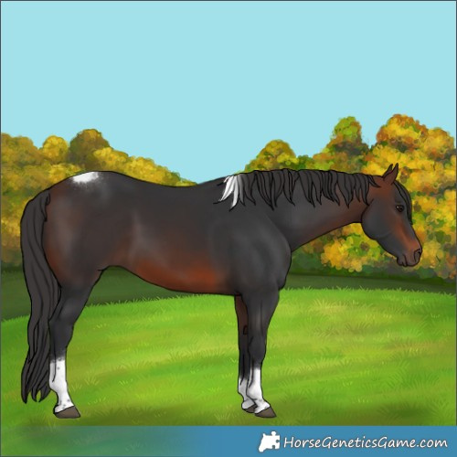 Horse Color:Brown Tobiano Rabicano