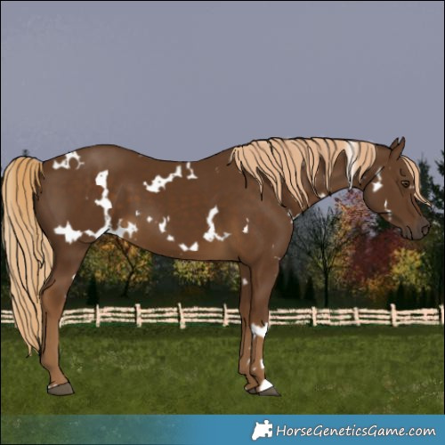 Horse Color:White Spotted Chocolate Palomino 