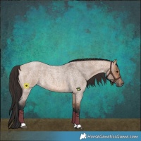 Horse Color:Bay Roan Dun 