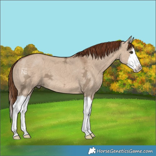 Horse Color:Red Dun Ice Splash 