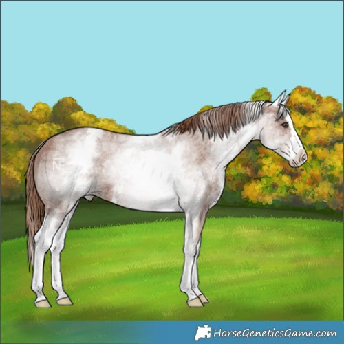 Horse Color:White Spotted Chestnut Ice Sabino Splash 