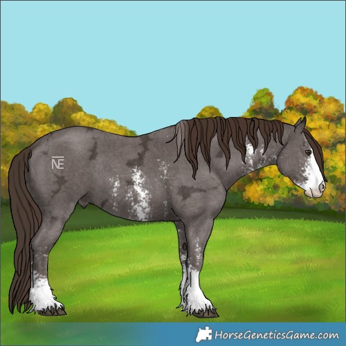 Horse Color:Liver Chestnut Ice Sabino