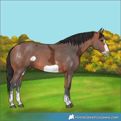 Horse Color:Bay Ice Sabino Frame 