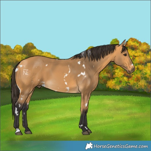Horse Color:White Spotted Buckskin