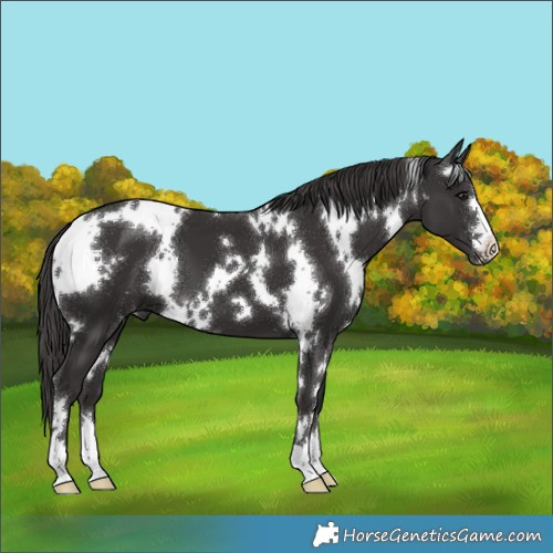 Horse Color:White Spotted Smoky Black 